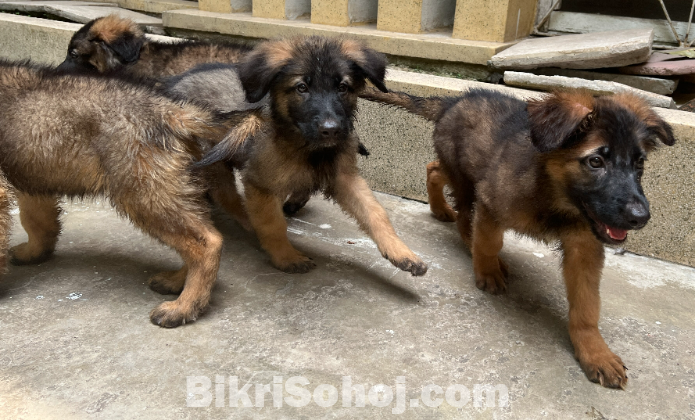 German Shepherd - Double Long Coat Puppies for Sale